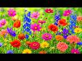 (No Ads) Healing Music for Stress, Anxiety &amp; Depression Relief | Calm Your Mind &amp; Body 🌸