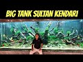 Big tank sultan kendari aquascape ikan discuss bedah equipment finish