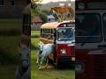 White Horse vs Tiger | Indian Bus Passengers Saved 😱 #horse #tiger #bus #rescue #ai #shorts #viral