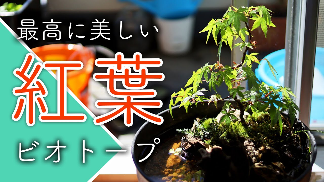 美しく魅せる 紅葉の盆栽めだかビオトープを作ってみた 最高に美しいビオトープを作る Youtube