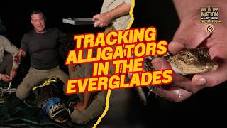 Tracking Alligators in the Everglades at Night! 🐊 | Jeff Corwin & Miccosukee Biologists