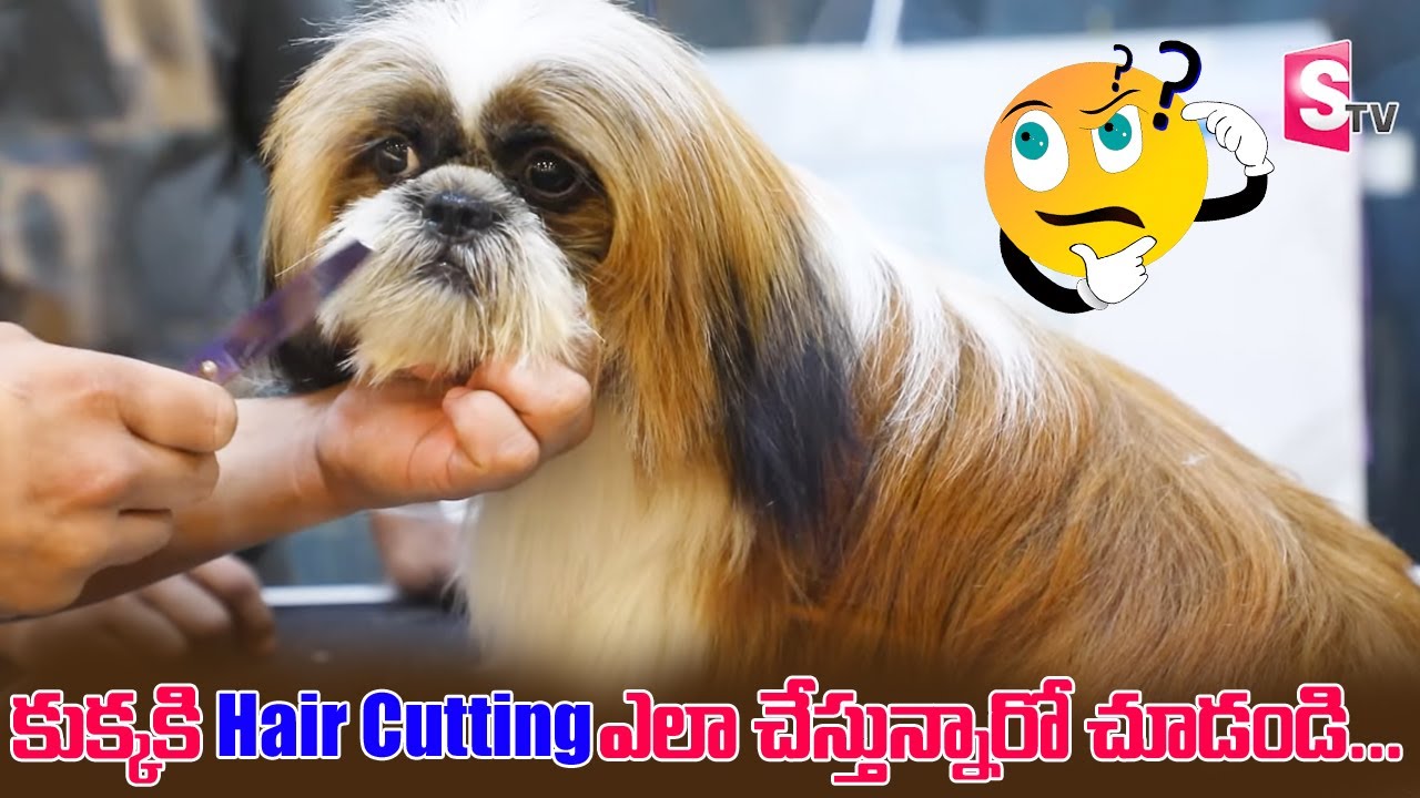 Best Pets Grooming Salon Launch At Hyderabad Best for Pets Lover in