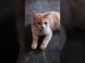 Aura Nyebelin #shorts #cat #funny