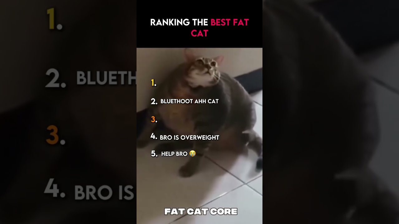 Ranking The Best Fat Cat Moment