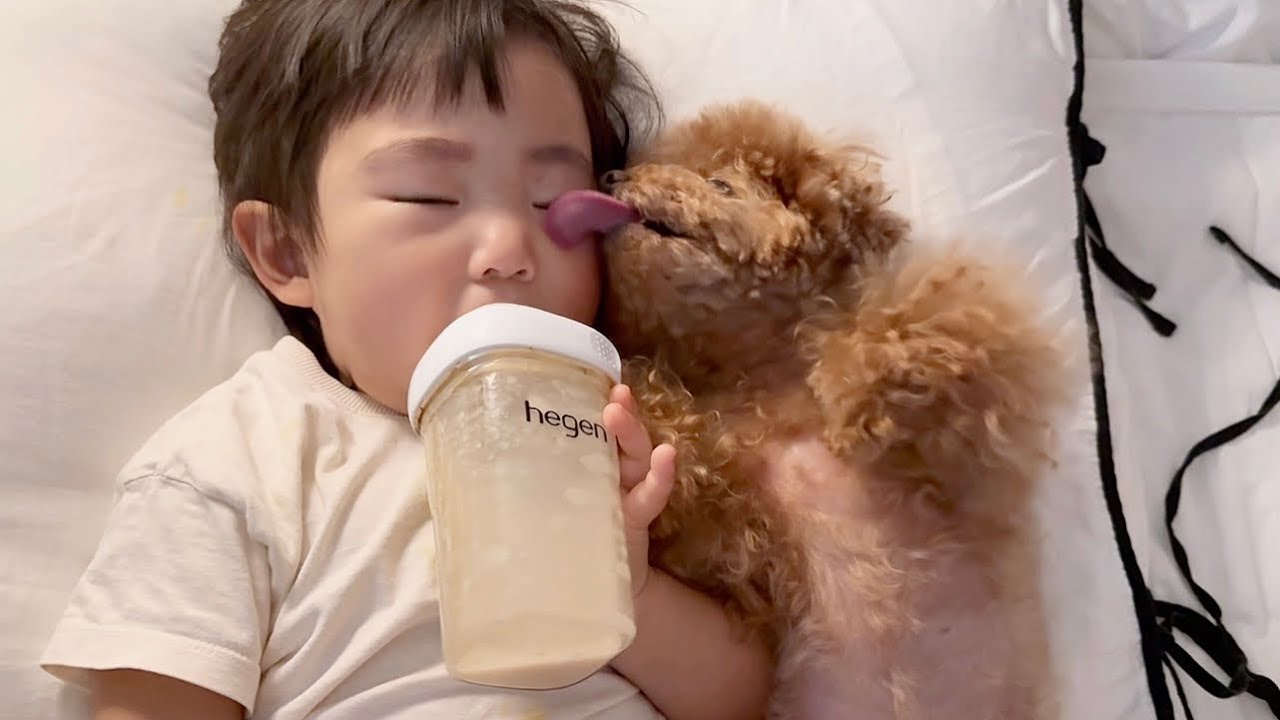 아기가 뽀뽀를 거부했더니..강아지의 귀여운 반응ㅋㅋ