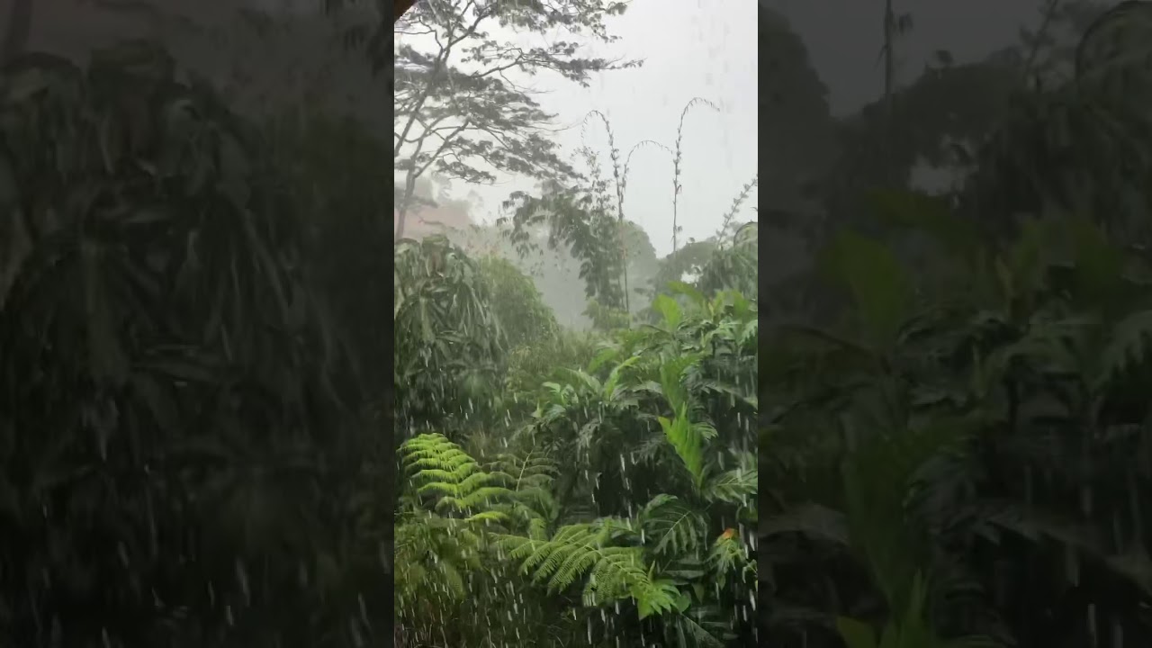 Tropical rain shower YouTube