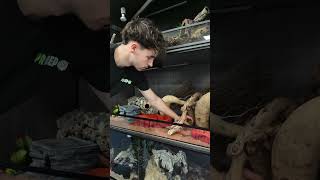 Bearded Dragon Vivarium Setup Using All ProRep Products | Outback Inspired Reptile Enclosure
