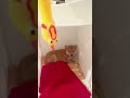 #funny #funnyanimals #youtube #cat #funnycats #youtubeshorts #pets