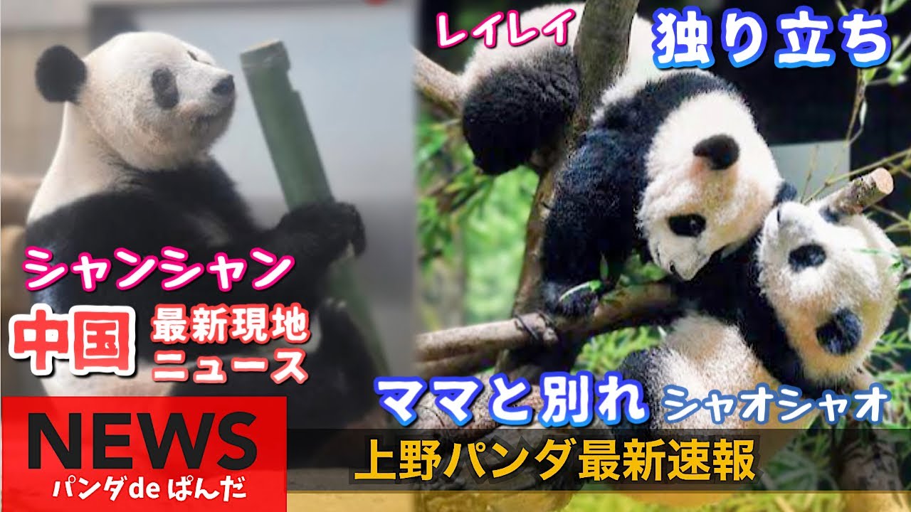 中国🐼上野パンダ最新情報】シャンシャン🐼シャオ・レイ独り立ち💦気に