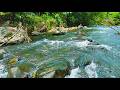 Relaxing Forest Bird Sounds LIVE 🌲 Natural White Noise for Sleeping, Studying &amp; Meditation, No Music
