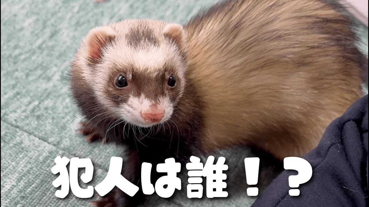 誰がやったの！？寝起きから始まるチョコミント家の1日【ferret