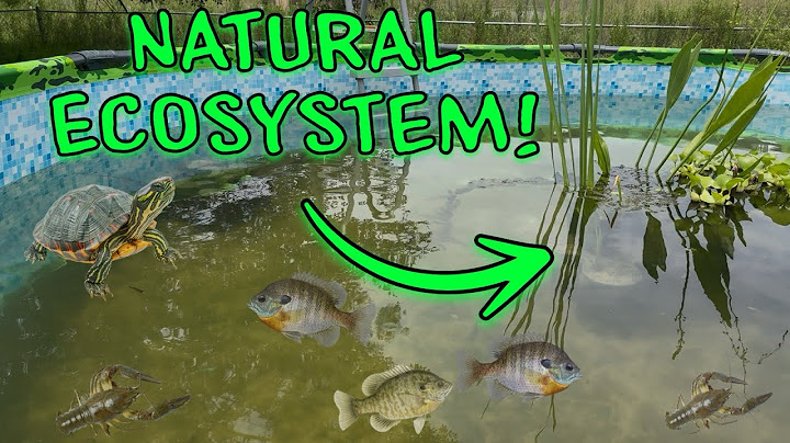 I Built a Giant Pool Pond and Stocked It with Native Fish!