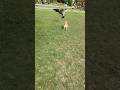 Sloppy fetch game,sorry dear goose~ Katie plays fetch game in her rules #vancouver #shibainu #shiba