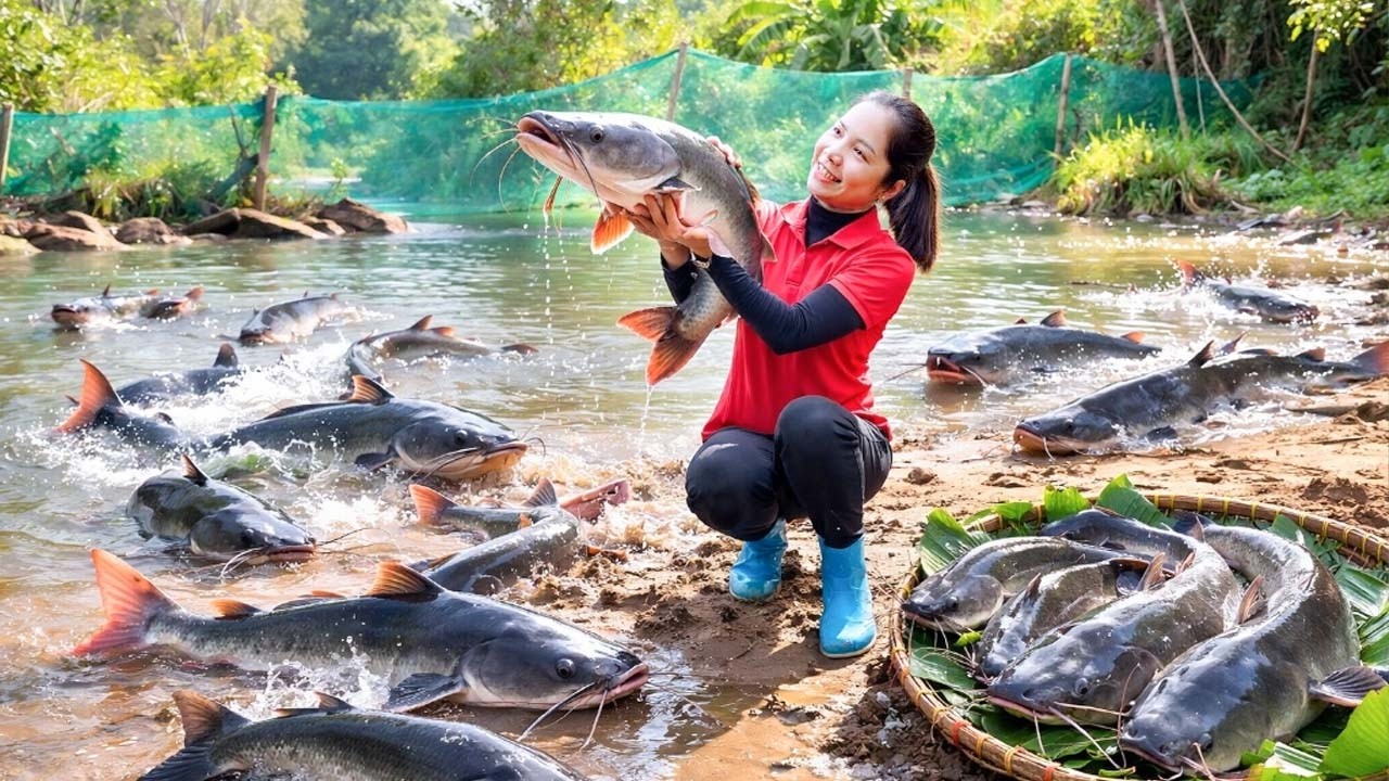 Harvesting A Lot Of Fish At Mud Pond Goes to market sell - Cooking fish | Hanna Daily Life