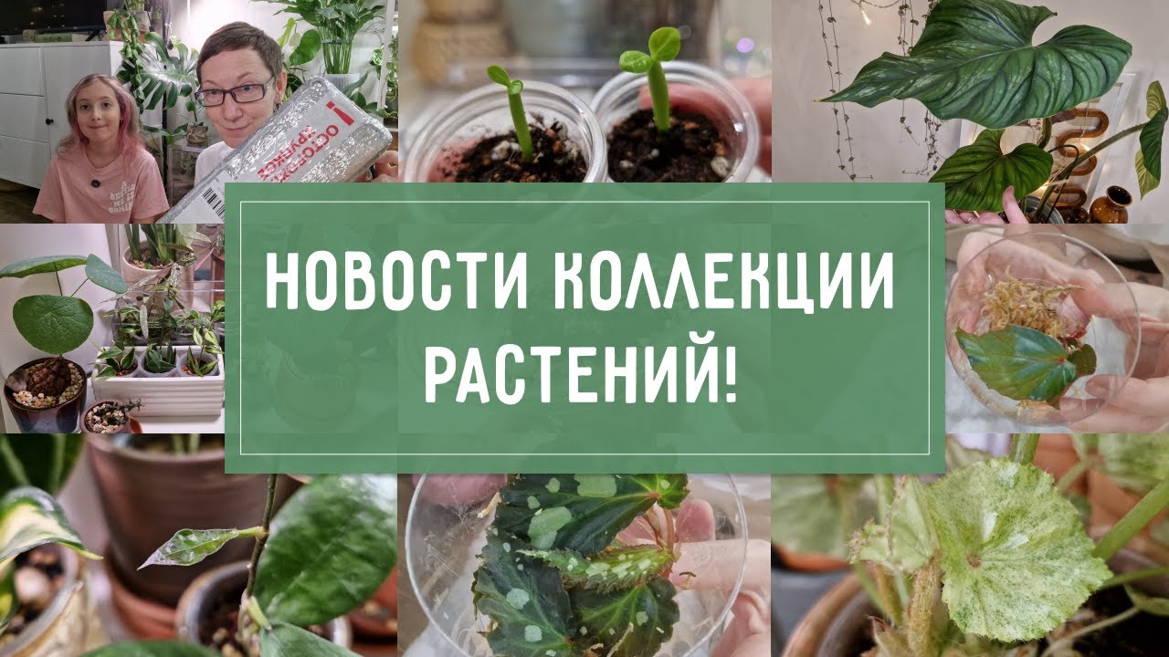 Новости коллекции РАСТЕНИЙ!