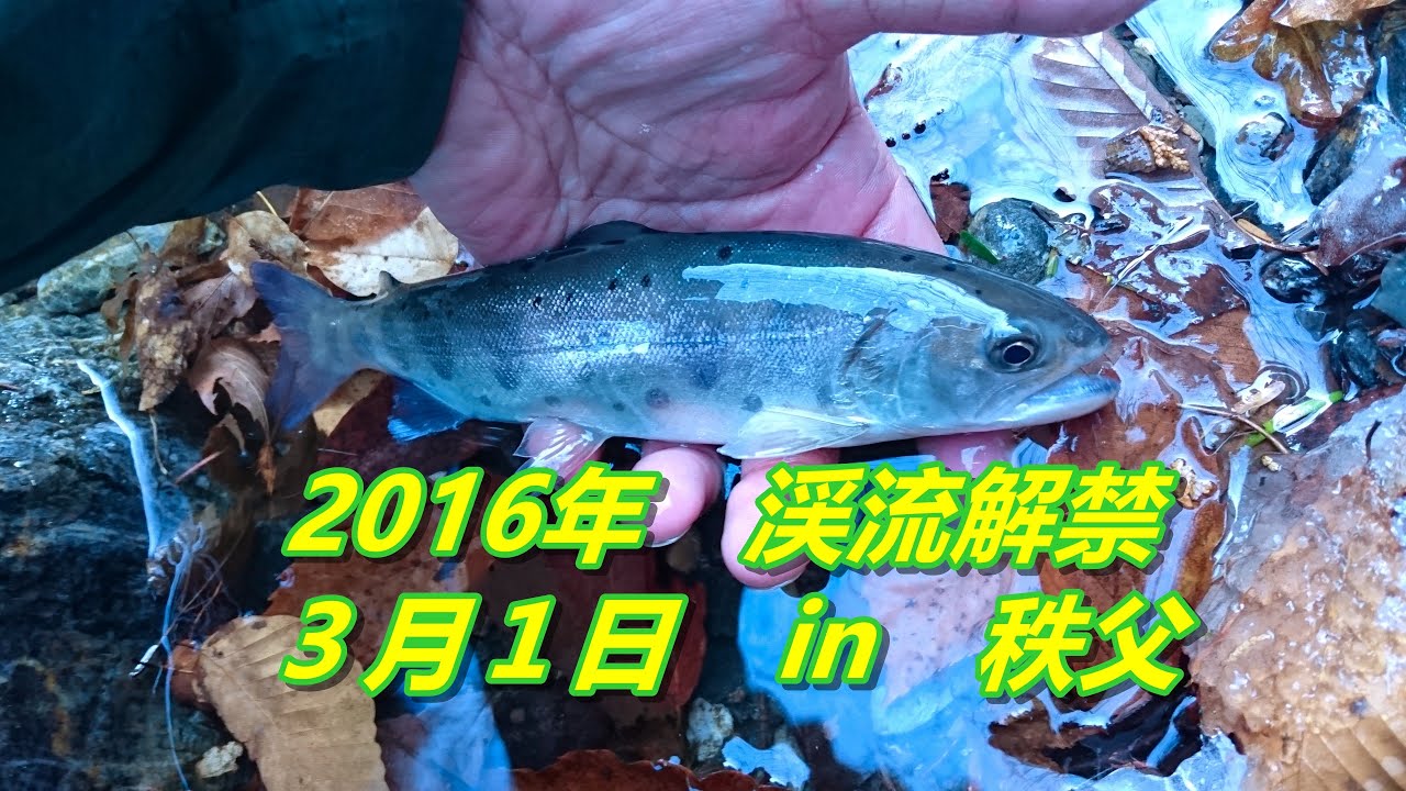 ２０１６年 祝 解禁 In 秩父 Lure Fishing 渓流釣り 疑似餌釣行記 Youtube