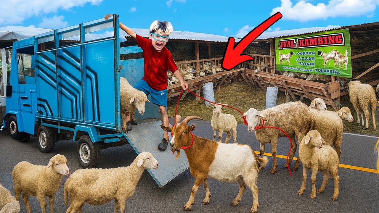 BOCIL BORONG KAMBING SULTAN PAKE MUATAN TRUCK BESAR!!! TIBA - TIBA KAMBING NYA KABUR!