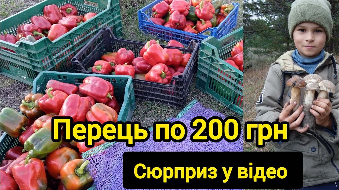 Перець Кримсон Кінг. 