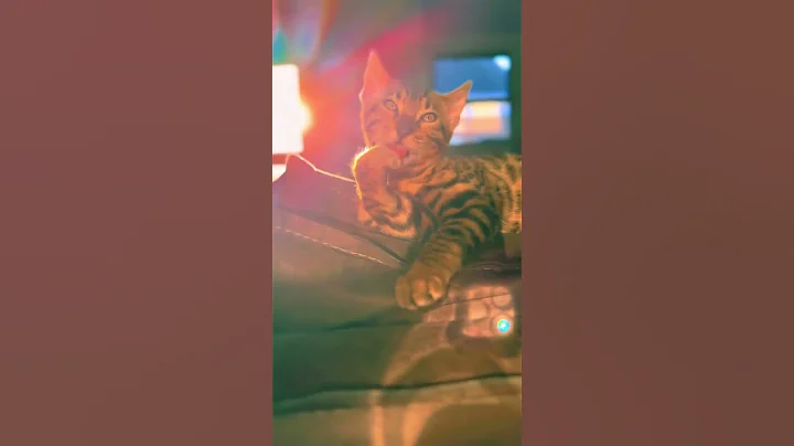 Video 8076371: bengalcat bengals cat kitten, catlover bengals bengalcat, bengal cat cleaning