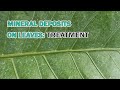 How to prevent and treat mineral deposits on houseplant leaves