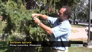 Trees with Don Leopold - Serbian spruce