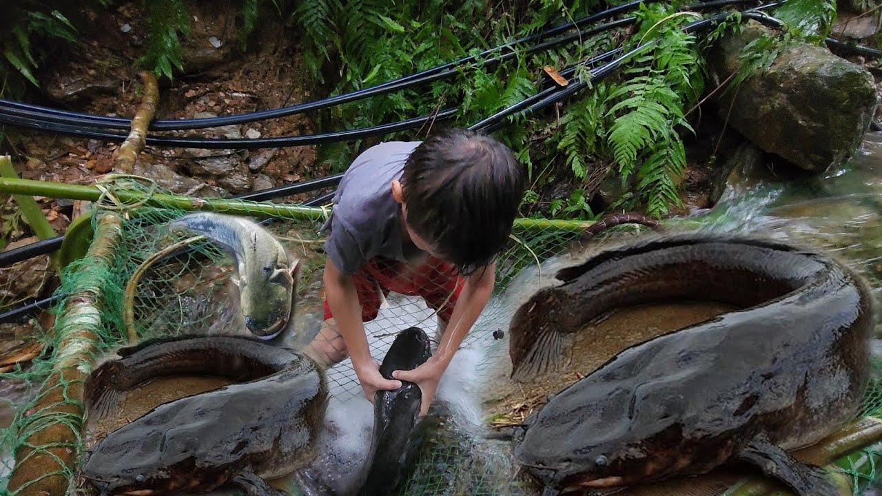 A Wandering boy desings traps whit nest to catch stream fish to ...