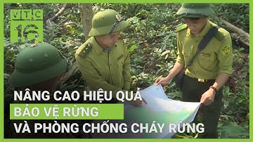 Đẩy mạnh công tác bảo vệ rừng, phòng chống cháy rừng | VTC16