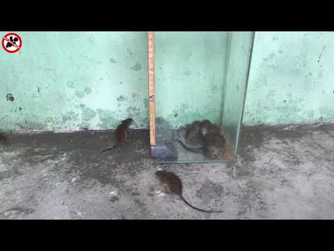 Knock Off Knock Off Piège à souris / rat électrique La meilleure