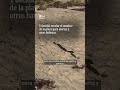 Serpiente de cascabel “arruina” día de playa a bañista
