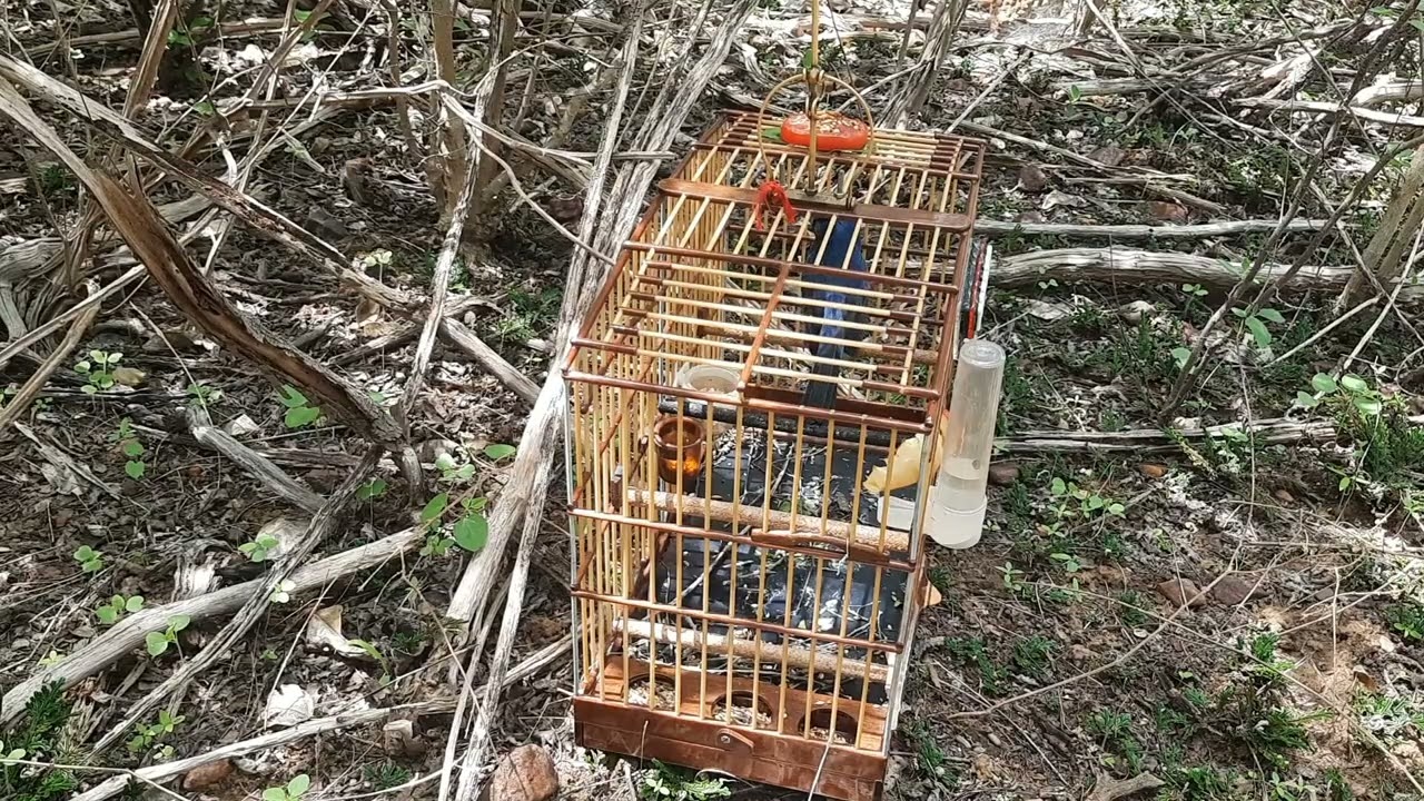 AZULAO XAROPINHO NA PEGADA ESSE É DEFERENTE 