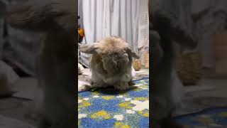 Bedtime Ritual Lop Eared Rabbit Pet Rabbit Rabbit