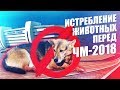 100.000.000 РУБЛЕЙ НА ИСТРЕБЛЕНИЕ БЕЗДОМНЫХ ЖИВОТНЫХ ПЕРЕД ЧМ! ПРОБЛЕМА О КОТОРОЙ Я НЕ МОГУ МОЛЧАТЬ!