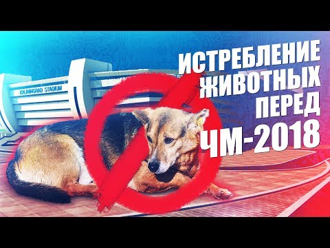 100.000.000 РУБЛЕЙ НА ИСТРЕБЛЕНИЕ БЕЗДОМНЫХ ЖИВОТНЫХ ПЕРЕД ЧМ! ПРОБЛЕМА О КОТОРОЙ Я НЕ МОГУ МОЛЧАТЬ!