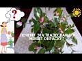 Получилось! Моя традесканция(Tradescantia Blushing Bride)  зарумянилась! Она просто красотка!