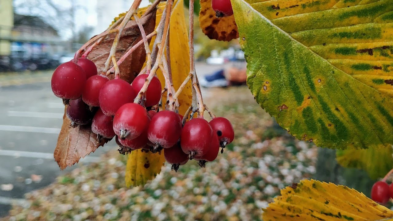 Whitebeam (Sorbus aria) fruits - not too bad