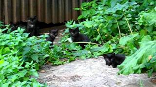 Котята Чернушки Котята Чернушки