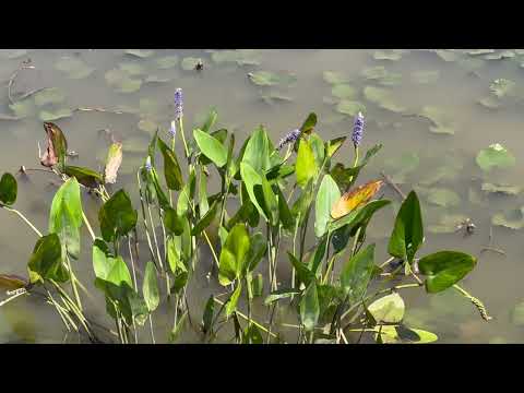 Videó: A pickerel Rush gondozása: tippek a pickerel Rush tavakban való használatához