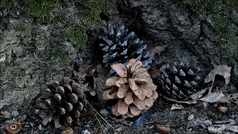 Luk Ronald Lukcs - What Nature Can Teach Us About ...