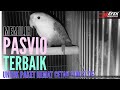 Harga Lovebird Pasvio