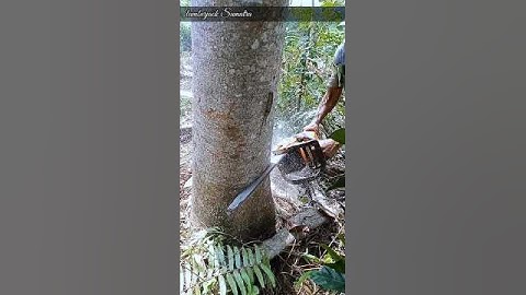 cutting down large and tall Albasia trees#lumberjack#short#chainsaw#cuttingwood