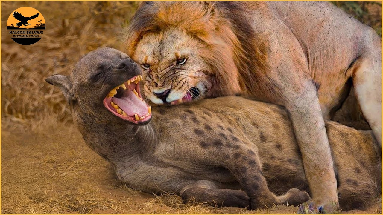Los Ataques De Grandes Felinos Más Aterradores Jamás Captados En Cámara ...