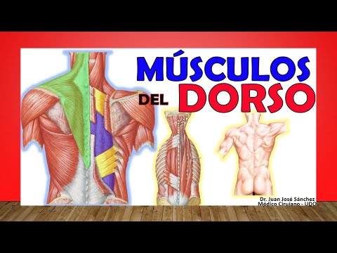 🥇 MÚSCULOS DEL DORSO. (De La Espalda) ¡Fácil de Entender!