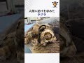 人間に助けを求めたクジラ