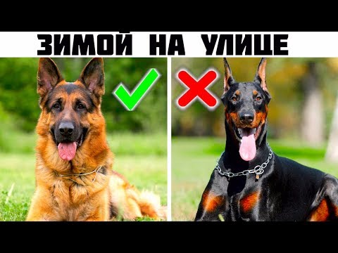 Video: 5 Poloh Pro Spaní Psů A Co Znamenají