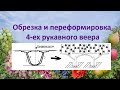 @Начинающим виноградарям  Обрезка и переформировка веера