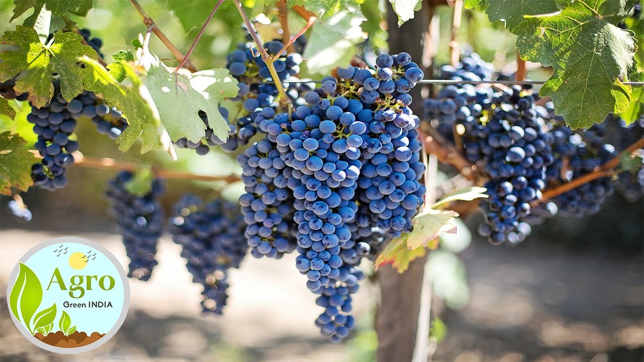 Grapes Harvesting YouTube