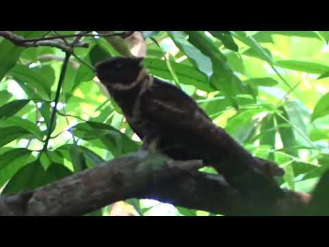 Great Eared Nightjar