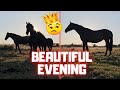 A beautiful evening. In the pasture but also in the stable | Friesian Horses