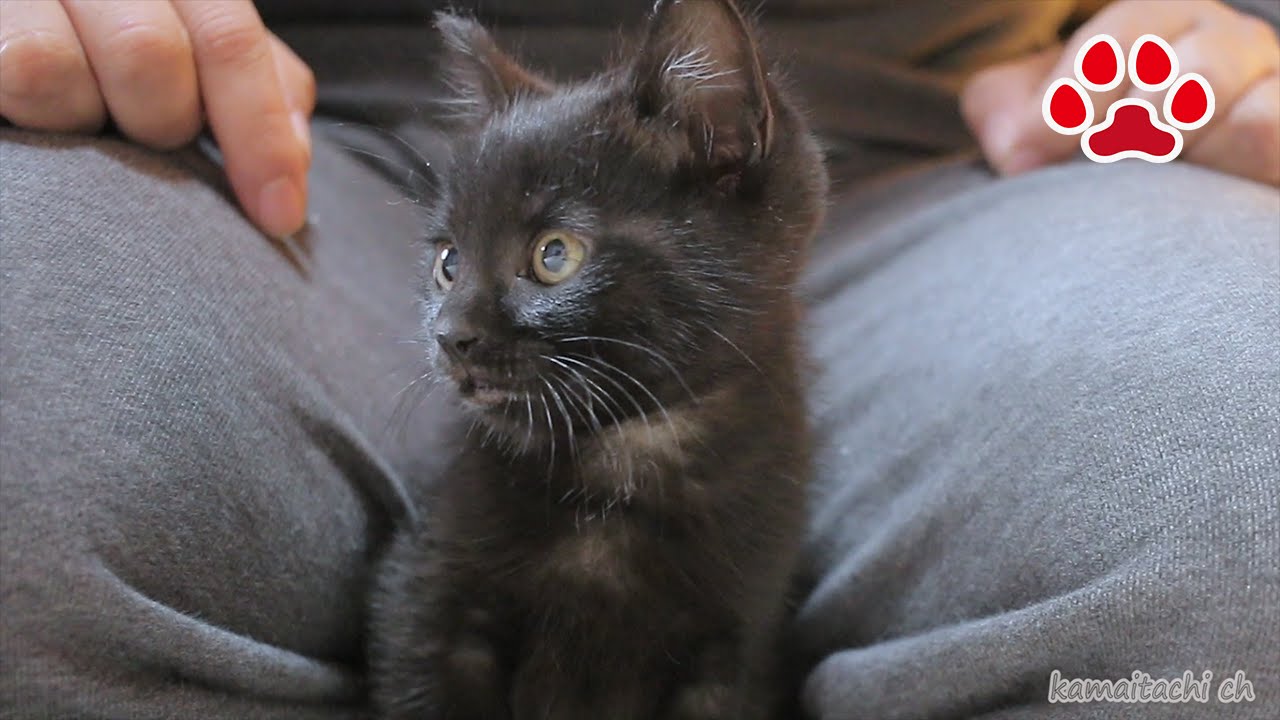 正座すると隙間に入る黒子猫のクロ Kuro black kitten entering the