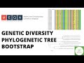 Building phylogenetic tree with bootstrap value intra interspecific diversity analysis using mega